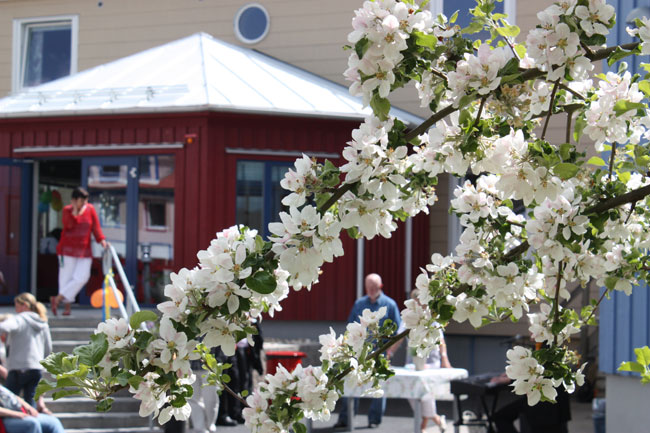 Blommor på Mellbygård